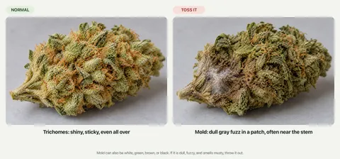Two dried cannabis buds side by side. Left, a healthy bud covered in shiny trichomes, labeled normal. Right, a bud with a dull gray fuzzy patch of mold near the stem, labeled toss it.