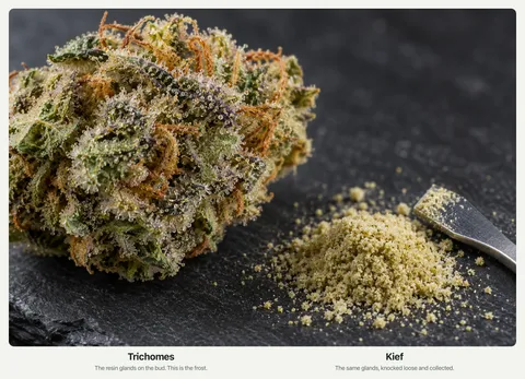 Close-up of a cannabis bud covered in glistening trichomes next to a small pile of kief powder and a scraper.